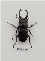 藏品(鬼艷鍬形蟲)的圖片